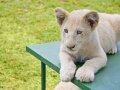 lion-on-table